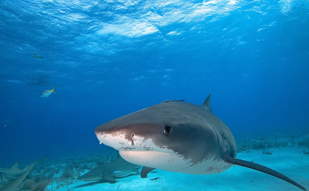 Cuba: A Remote Habitat for Sharks